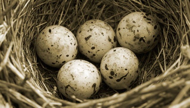 Les oeufs d'oiseaux Les oeufs d'oiseaux