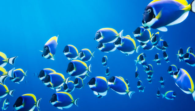 Les oeufs de poissons Les oeufs de poissons
